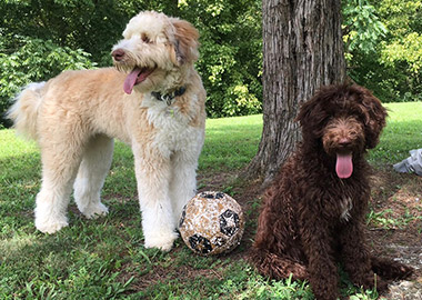 Dr. Griffith's dogs Cooper and Charli